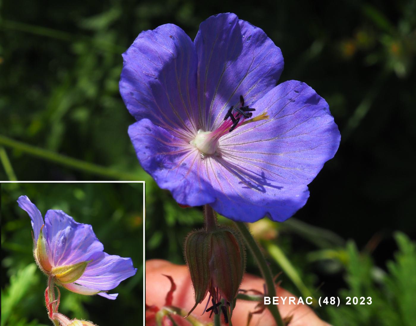 Cransebill, Meadow flower